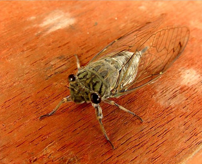 [CICADA.JPG]
