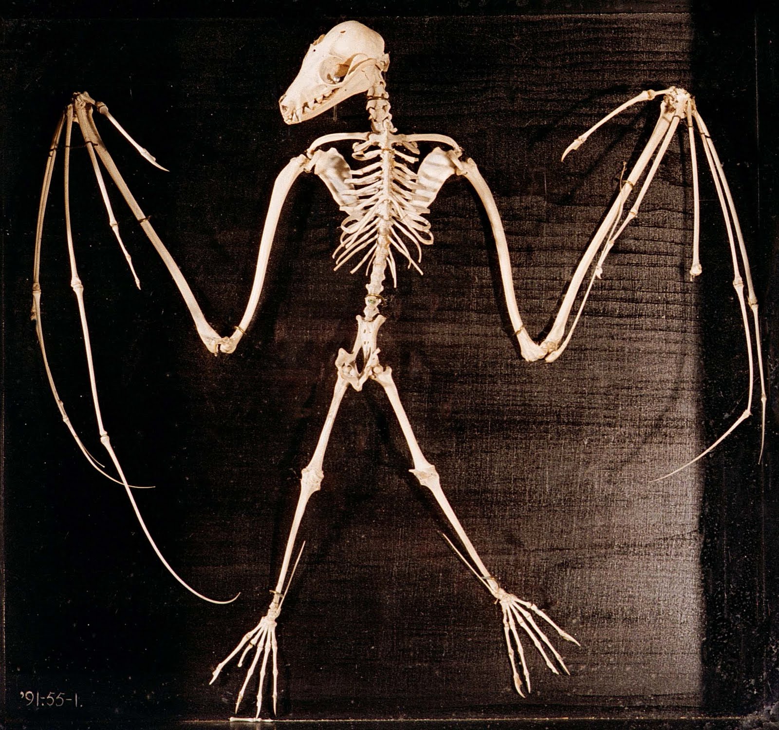 a l'Outrance Bat Skeleton