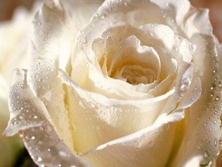 [Flower_-_White_Rose_for_You.jpg]