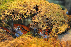 Frogs @ Muzeo