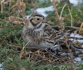 [NATUUR+—+vogels+—+IJsgors+(9a).jpg]