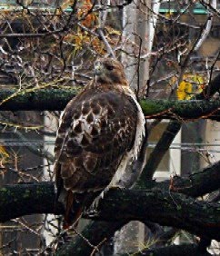 [NATUUR+—+vogels+—+havik+(9).JPG]