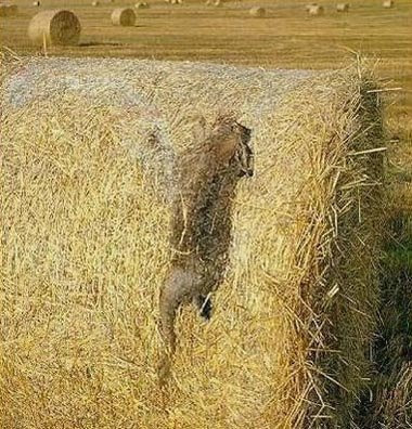 rabbit