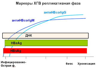 Маркеры ХГВ репликативная фаза