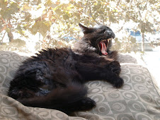 The Big Yawn