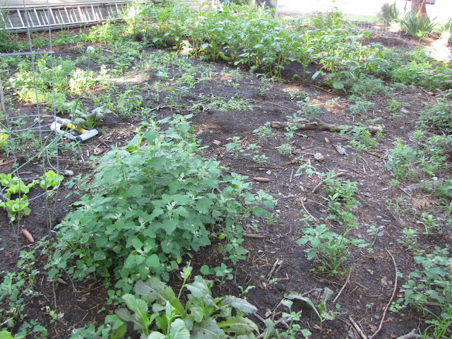 A Corner Garden: Weeds