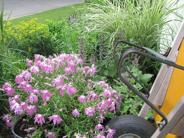 A Corner Garden: Would you Rather See Flowers than Weeds?