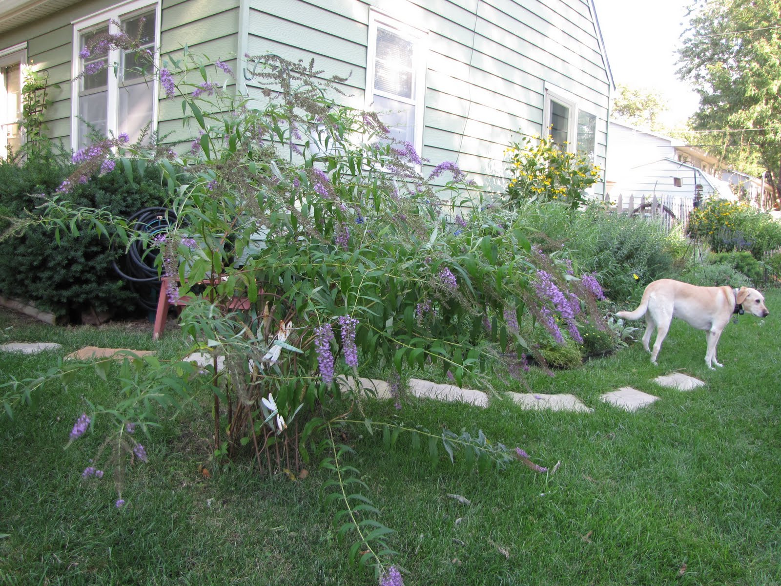 A Corner Garden Do You Deadhead your Butterfly Bushes?