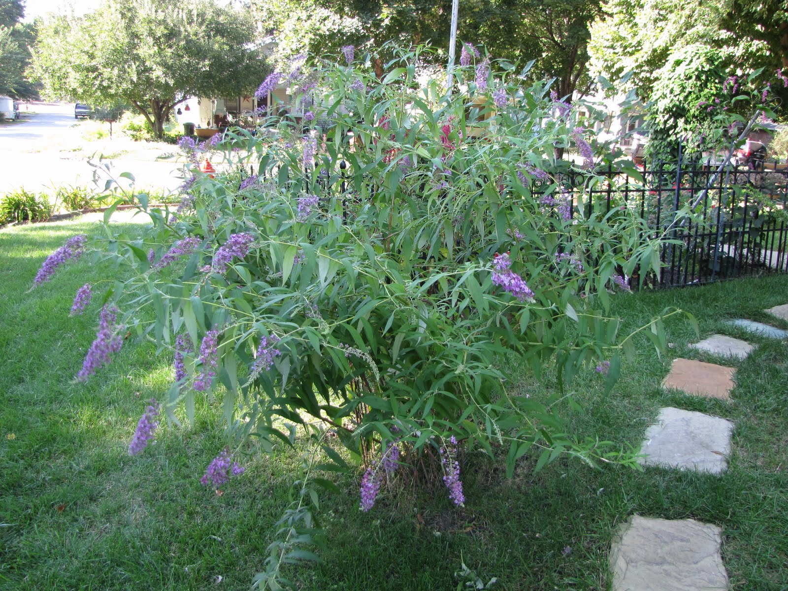 A Corner Garden Do You Deadhead your Butterfly Bushes?