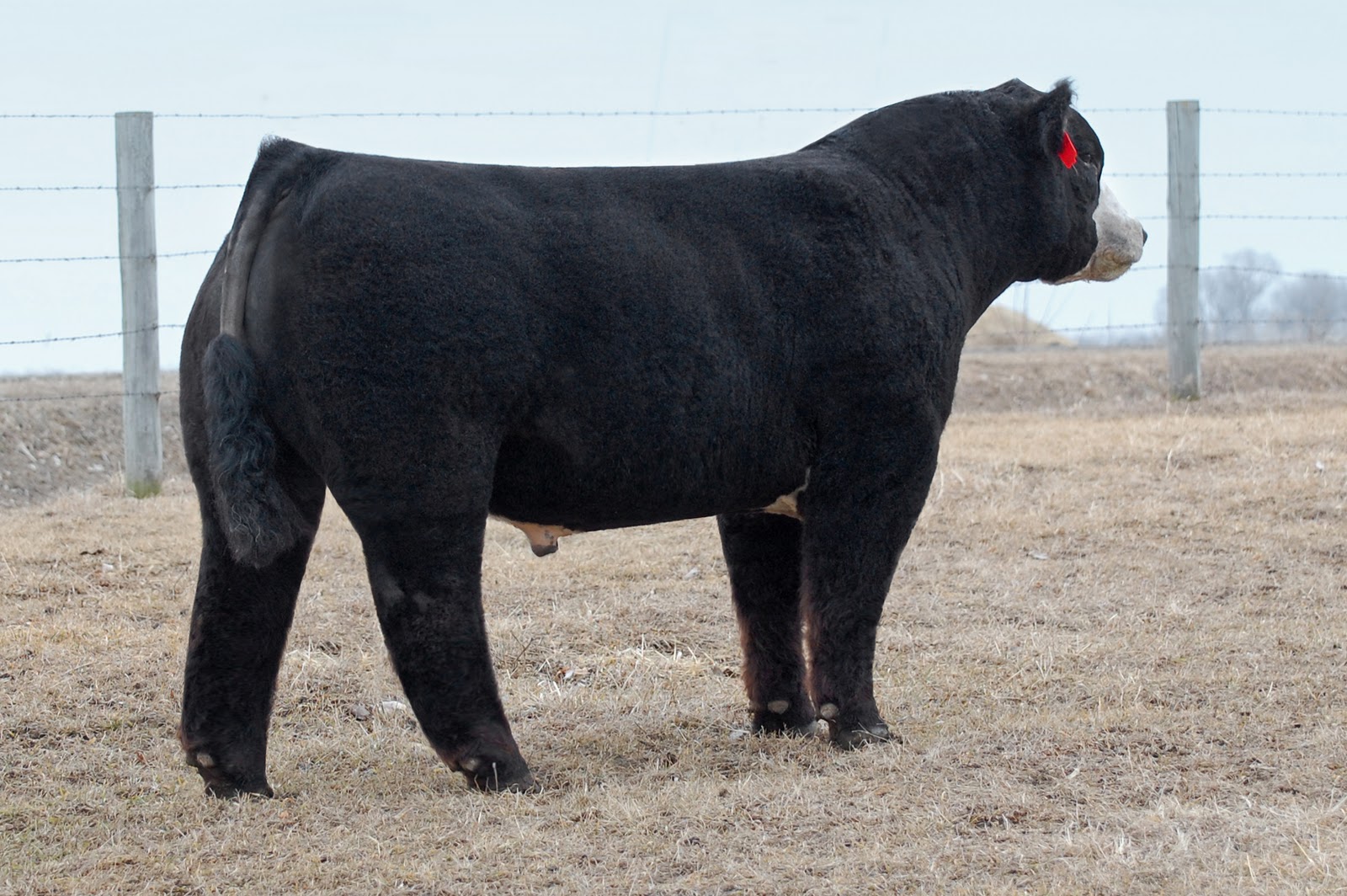 Bulls for Lease! Lautner Farms