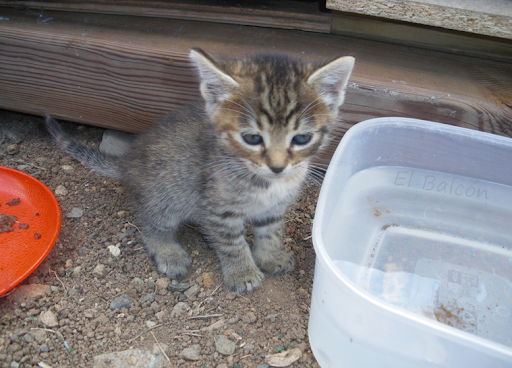 Este es Rayen, una cría de la primera camada de una hija de mi gata