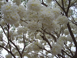 Risultati immagini per lapacho anaranjado