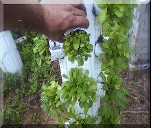 Plant Totem 09