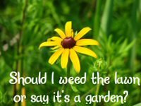 I love my garden!