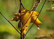 Autumn Leaf