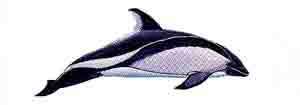 Delfin austral