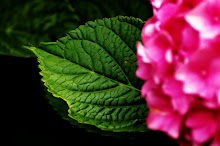 Austrian Garden