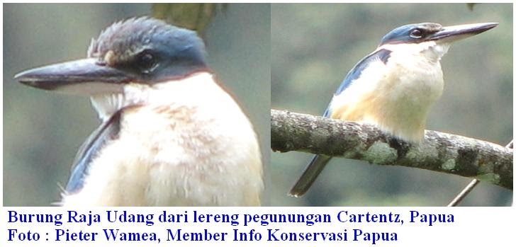 Info Konservasi Papua Papua Conservation News Spesies Burung
