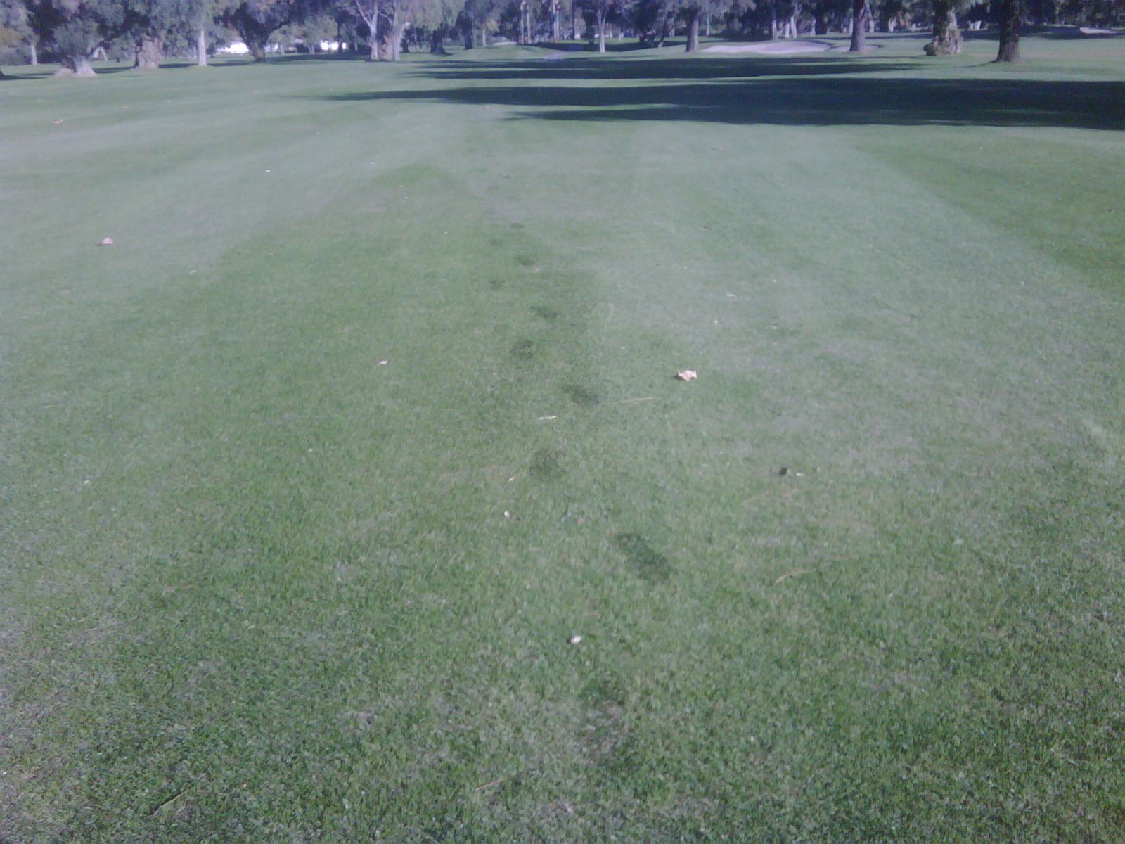 Frost Damaged Plants