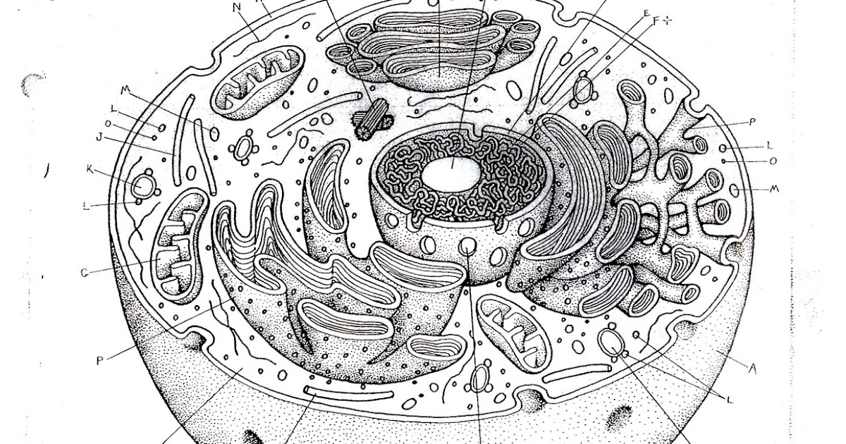 The BioBlog: BIO-SHEETS 1-6: Basic Units of Life - The Cell