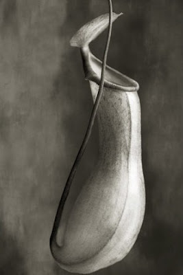 beth moon