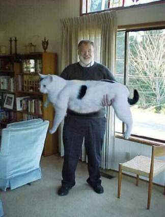 the maine coon is a breed of domestic cat popular for its large bone the maine coon is a breed of domestic cat popular for its large bone