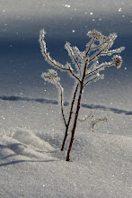 Snow Diamonds
