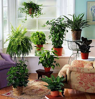 ... the upcoming weeks on light, temperature and other indoor plant tips ... the upcoming weeks on light, temperature and other indoor plant tips