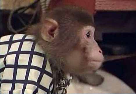 [monkey_waiter_9.jpg]