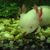 Axolotl, Ikan berkaki dari Mexico Axolotl, Ikan berkaki dari Mexico