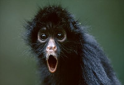 Hybrid Spider Monkeys live in the upper levels of the forest canopy. They use their tail as a fifth limb.