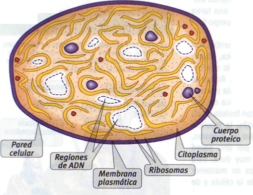 [celula+procariota.1.png]