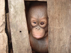 Yet another palm oil victim