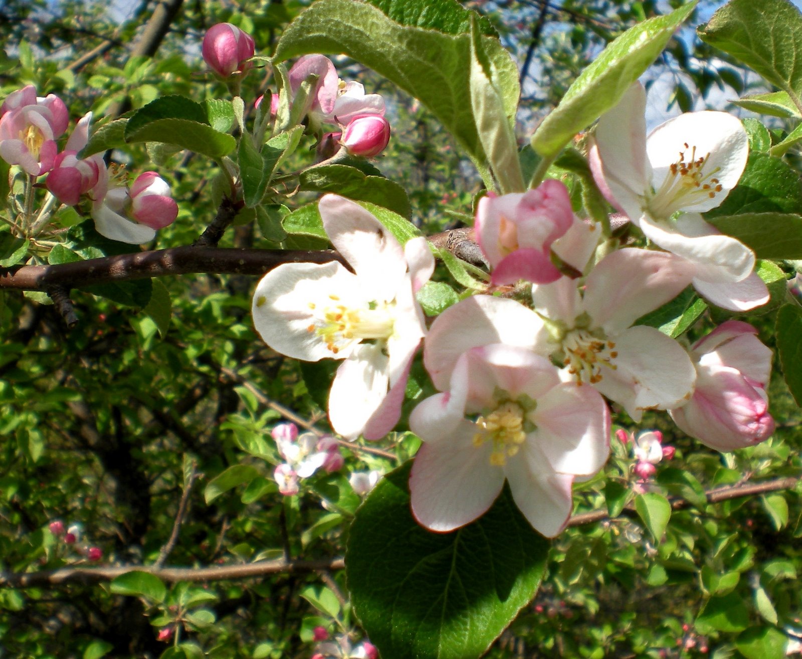 [Apple+blossoms.JPG]