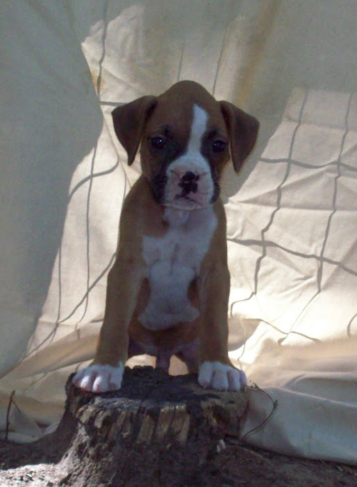 Hawk Thunders In Texas