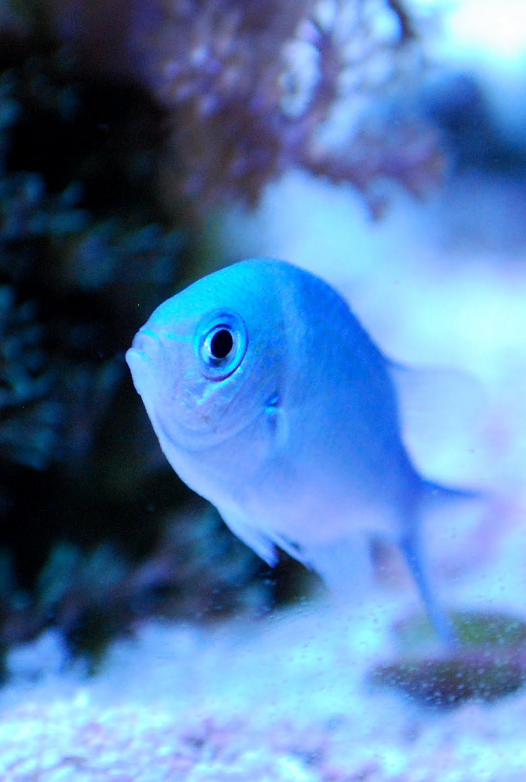Green Chromis Fish