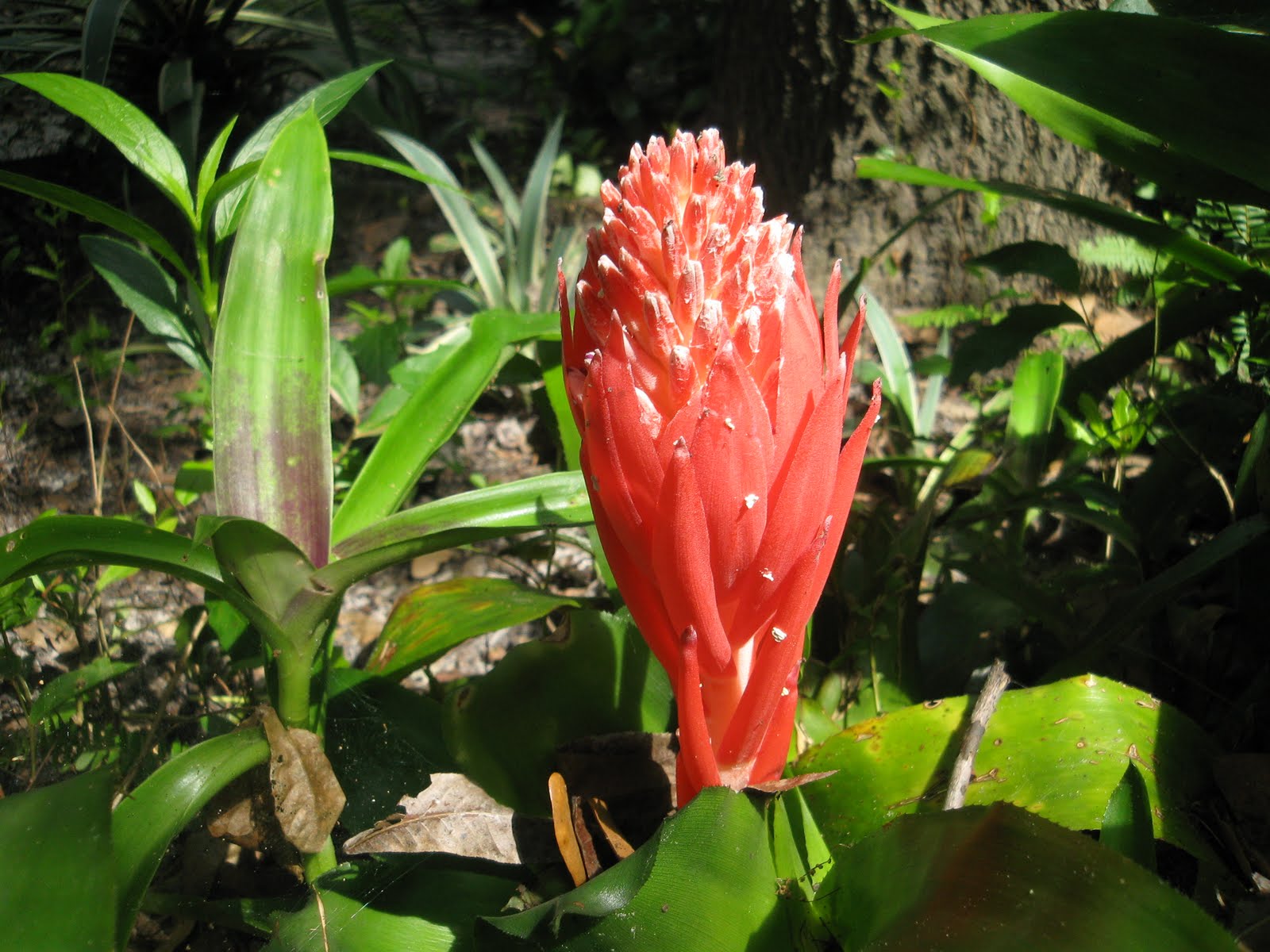 The Wonders of Doing Bromeliads in Bloom