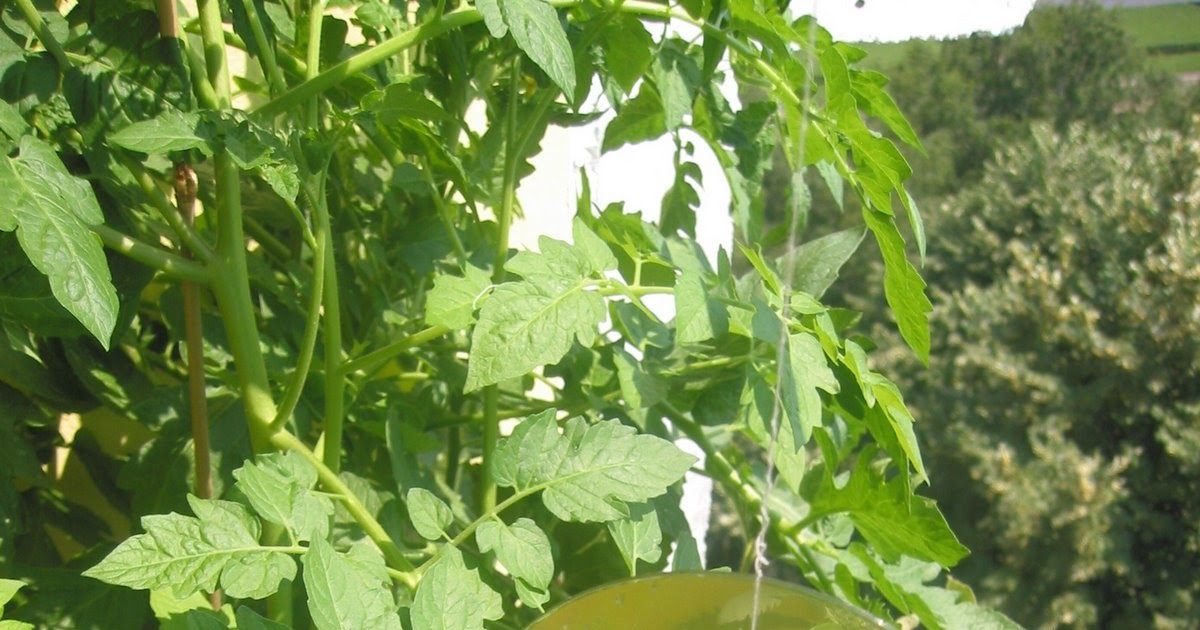 URBAN GROW: How to keep pigeons away