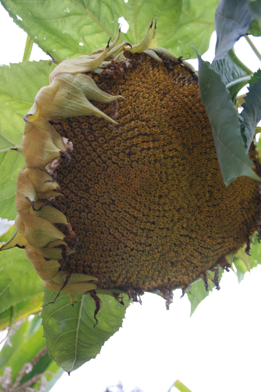 [sunflower+on+the+farm.JPG]