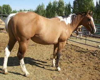 Deformed+horse