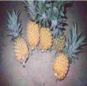 [nanas.bmp]