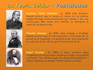 external image Teoria+Celular+-+PPT3.jpg