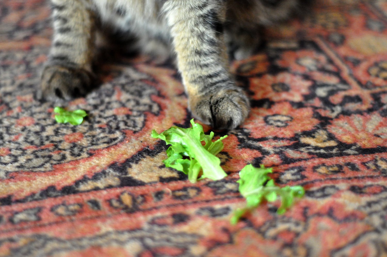 [lettuce2.jpg]