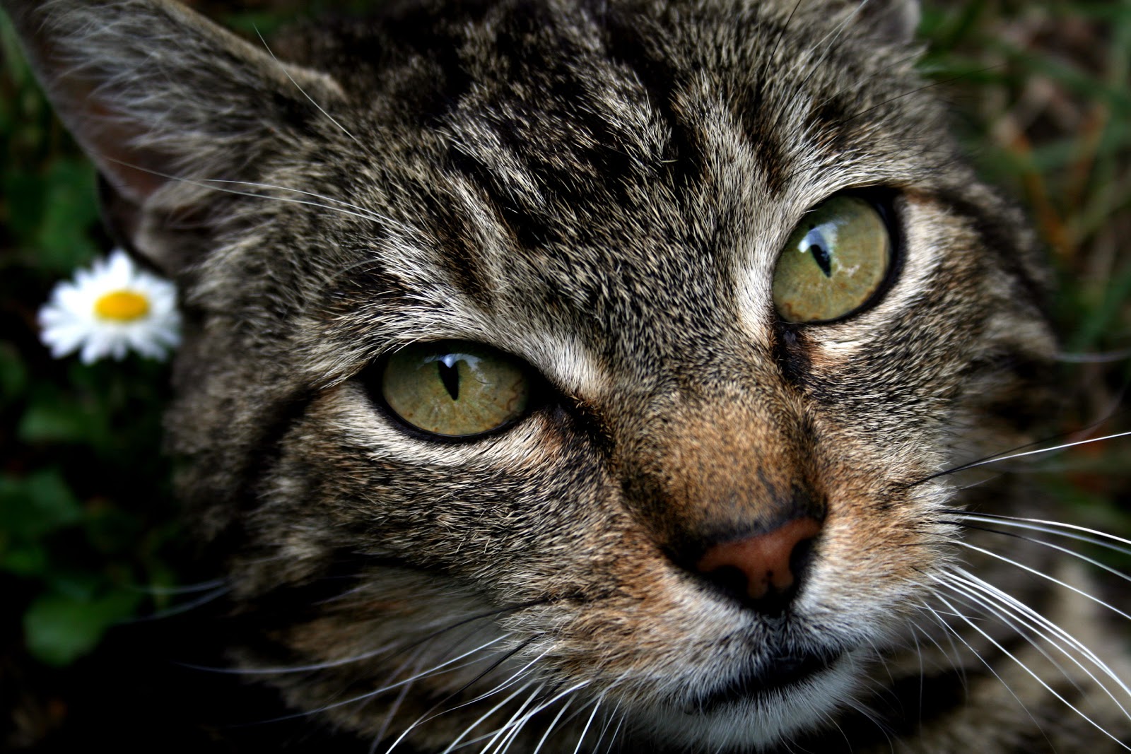 Fonds d'écran gratuits avec des photos de chats classés par  - photo de chat europeen gratuit