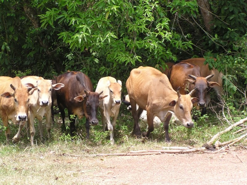 Kisah Abu Nawas Dan Enam Ekor Lembu Yang Pandai Bicara