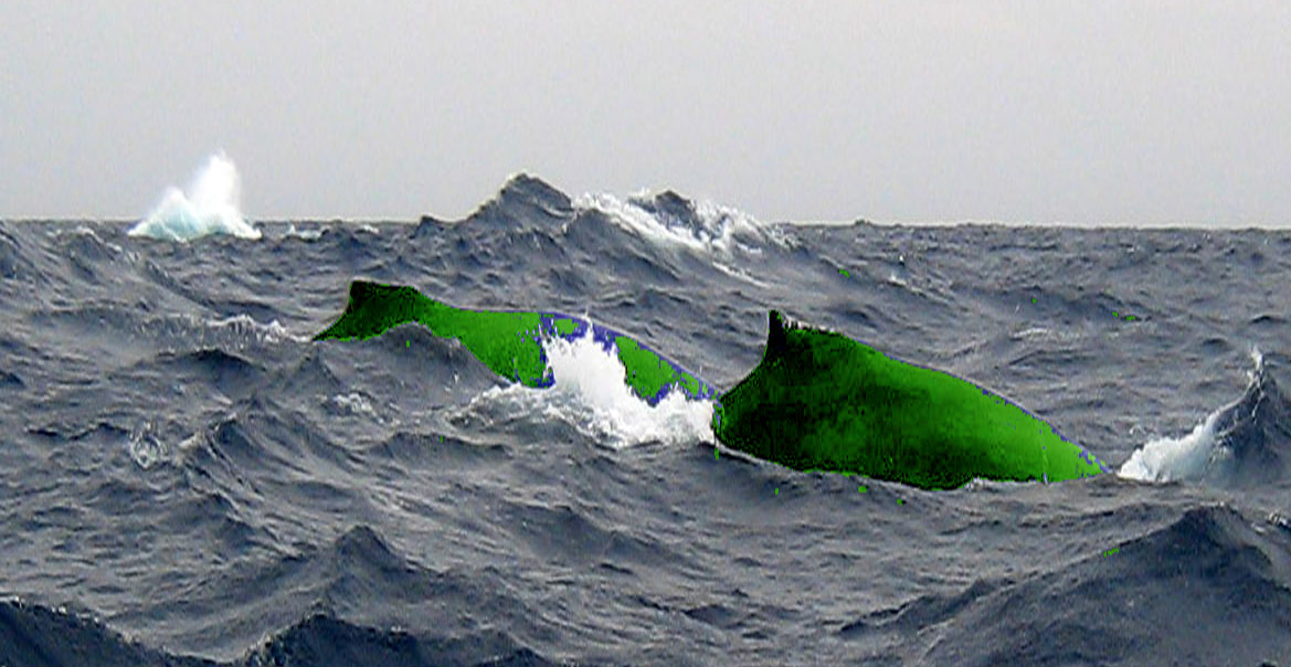 [0903+Chichijima+54a+atomic+green+whales.jpg]