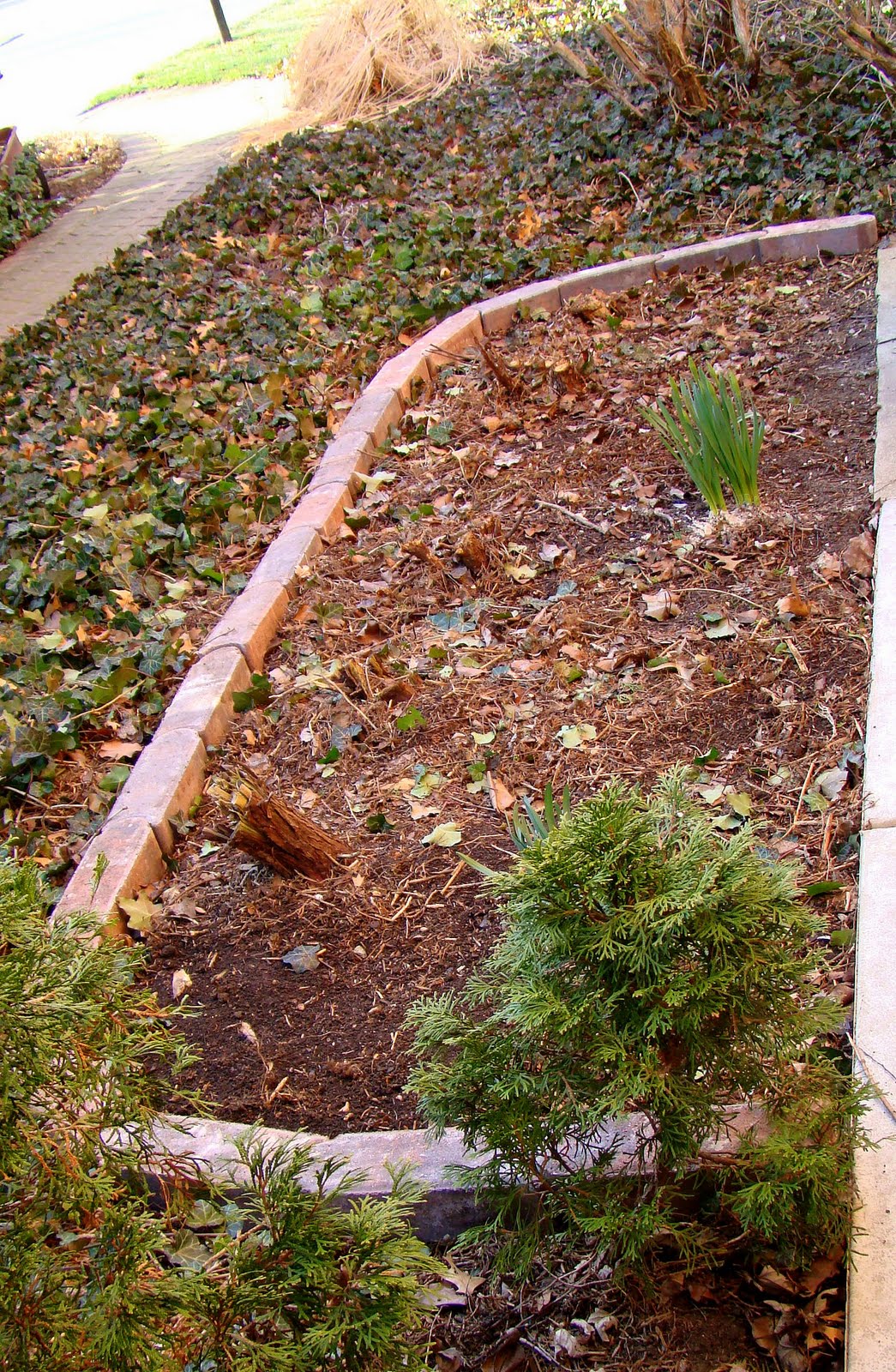 to an arborvitae hedge.