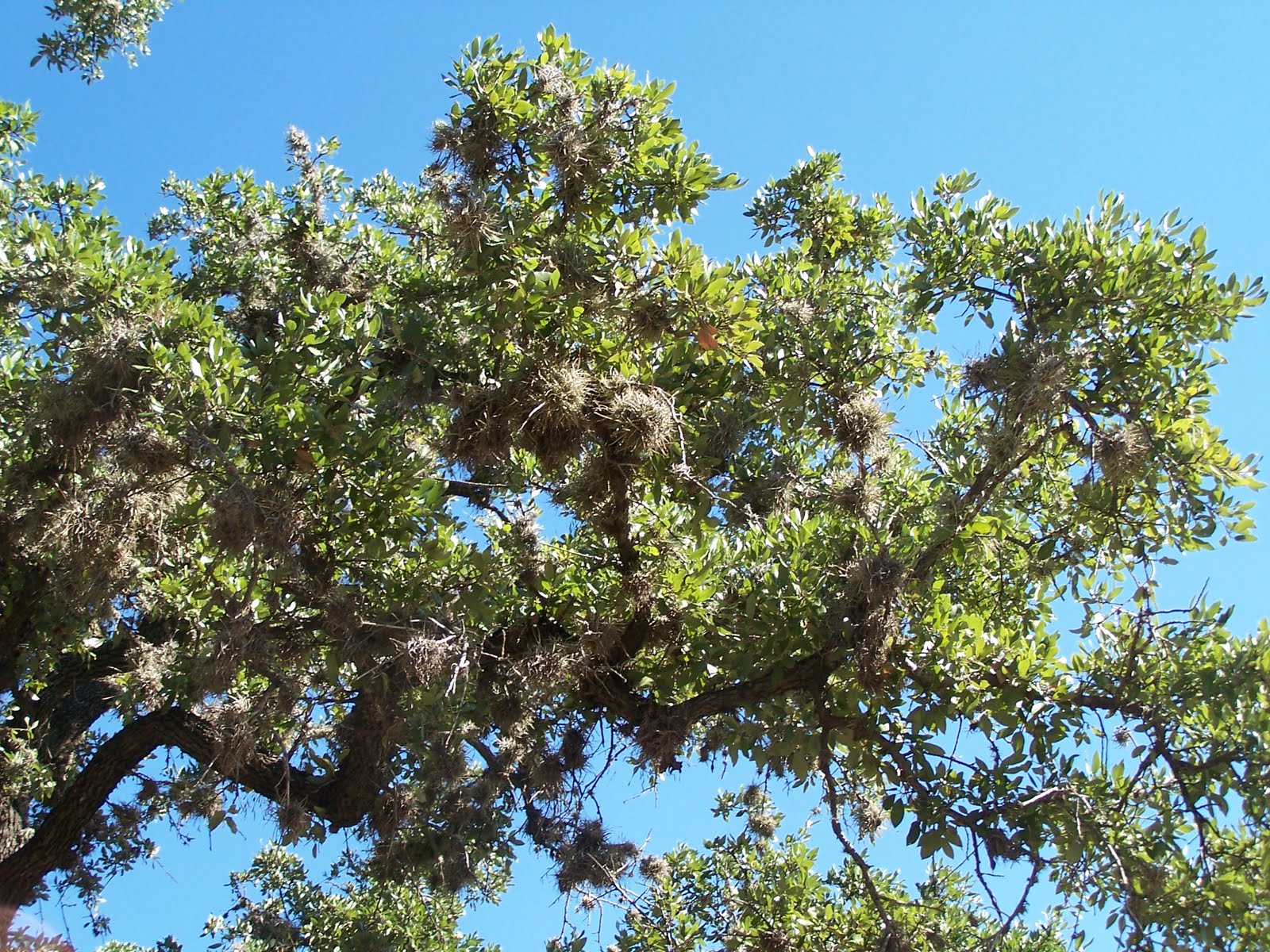 About Life In The Texas Hill Country Ball Moss Doesn’t Get The Respect