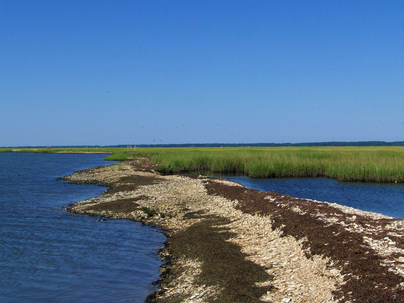 Maryland Pink and Green Best Beach in the U.S.