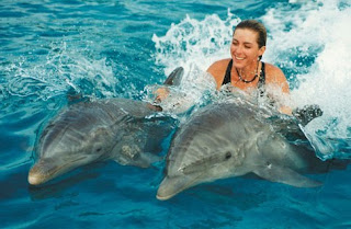 டென்மார்க்கில் டால்பின் மீன்கள் படுகொலை – பலவீனமானவர்கள் பார்க்கவேண்டாம்! Dolphins+(1)